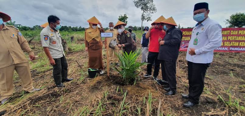 Bantuan Bibit Sawit Gratis, Tahun 2022 Telah Terinventarisir 15 Desa