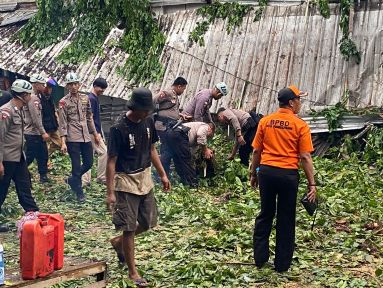 Kondisi pohon tumbang akibat angin kencang di Tela Kopi. Sumber foto: istimewa.